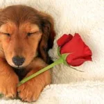 Small dog with Valentine's Day rose.