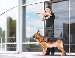 German shepherd service dog with security worker