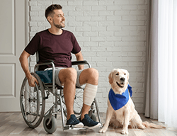 Lab service dog with man in wheelchair