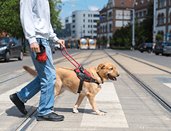 Blind man with retriever service dog