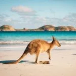 Kangaroo on a beach in Australia