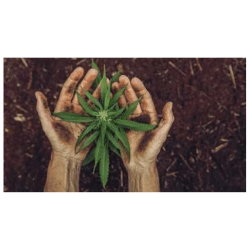 HandsHoldingCannabisPlant_GettyImages_250x250