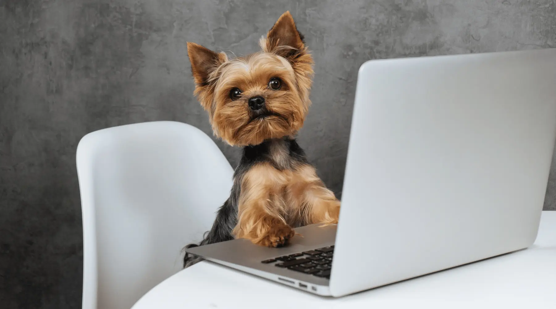 Yorkie dog using laptop